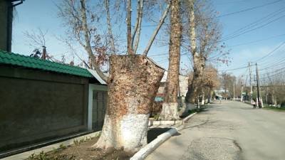 Мирзиеев приказал высадить 250 миллионов деревьев