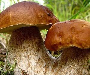 Правила сбора грибов: как не стать жертвой «тихой охоты»