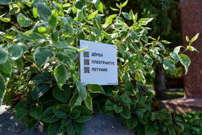 Вазоны с растениями в Белгороде дополнили информационными табличками