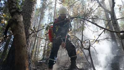 Путин призвал кардинально улучшить систему природоохраны от пожаров