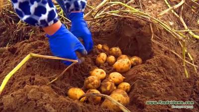 1 тонна картофеля с 1 сотки – место, сроки, подготовка участка и посадка картошки по белорусски