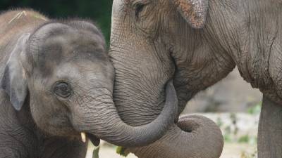 Раем для слонов стала Шри-Ланка после принятия нового закона