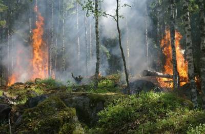 Путин поручил выделить на борьбу с лесными пожарами в России еще 24 млрд рублей