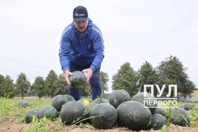 Лукашенко подключился к уборке бахчевых на своем подворье
