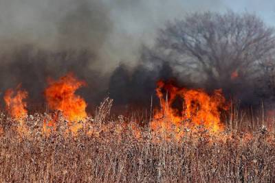 В ЛНР пресекли выжигание сухой травы