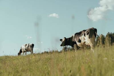 В Псковской области сократилось число коров