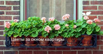 Цветы за окном квартиры