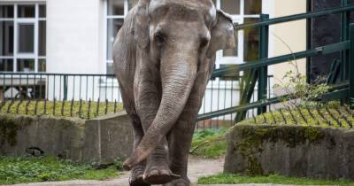 В Калининградском зоопарке показали, как делают педикюр слону (видео)