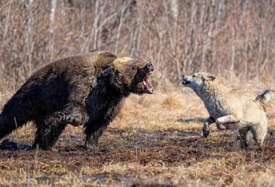 Медведь-убийца скрывается от охотников в тайге под Новосибирском