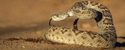 Биологи из Грацского университета: гремучие змеи издают звуки для обмана животных и людей
