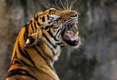 В Хабаровском крае амурская тигрица убила человека
