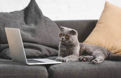 Кот сделал вид, что работает, даже разблокировал экран ноутбука и стал звездой соцсетей (ВИДЕО)