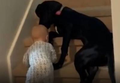 Полный восторг: щенок немецкого дога не дает малышу забраться по лестнице