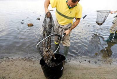На берег Испании выбросило четыре тонны мёртвой рыбы