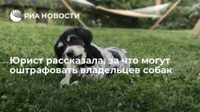 Юрист Ермолаев: владельцам собак в Москве грозят ряд штрафов за нарушение правил содержания питомцев