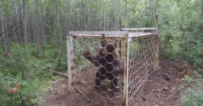Дело возбудили по факту заточения медведя в клетку под Иркутском
