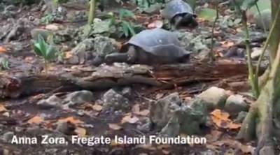 Ученые сделали неожиданное открытие о гигантской черепахе на Сейшелах
