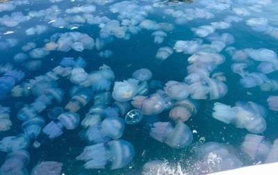 На одном из украинских курортов отдыхающие устроили драку из-за медуз (ВИДЕО) - enovosty.com - Бердянск