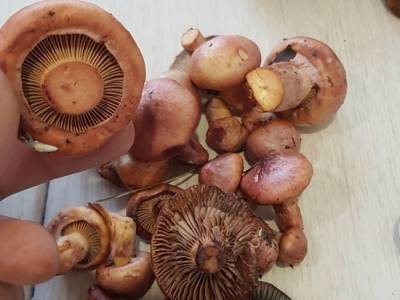 Редкие розовые грибы выросли в лесах Новосибирской области в августе