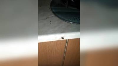 Воронежцы пожаловались на нашествие тараканов в 3-этажке из-за маргинального соседа