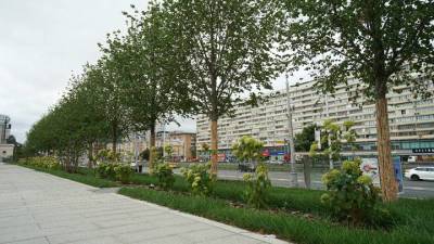 Около станции БКЛ «Петровский парк» высадили почти 300 деревьев