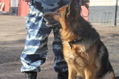 В Уфе полицейская собака нашла подозреваемого в дерзком убийстве по запаху и каплям крови
