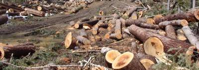 В Приангарье объем нелегальных рубок леса сократился на 59%
