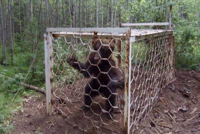 Медведя в клетке обнаружили в лесу в Иркутской области