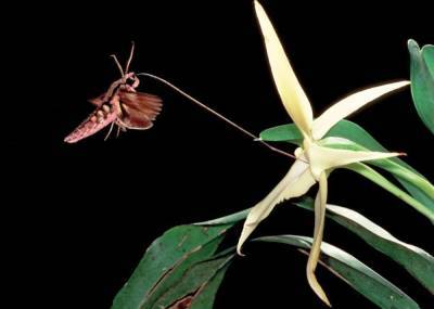 Как бабочка спасла орхидею?