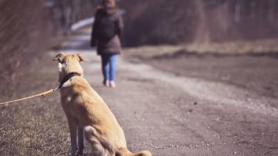 Владельцев собак в России начнут штрафовать за неподобающее обращение