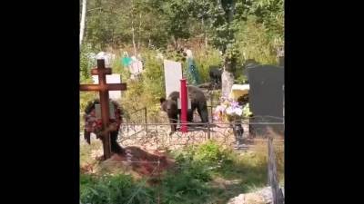 Кладбище в Корсакове атаковали медведи