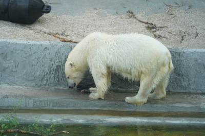 165 тысяч активных граждан России выбрали имя для спасенной белой медведицы – Учительская газета