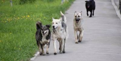 В Краснодаре с начала 2021 года стерилизовали более 500 бездомных собак