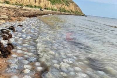 Отдыхающие в Темрюкском районе запечатлели стаи медуз, заполонивших море