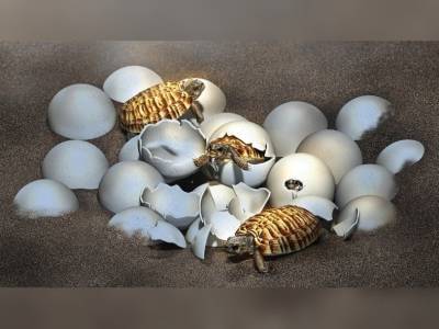 В Китае нашли окаменевшее яйцо черепахи возрастом 80 миллионов лет
