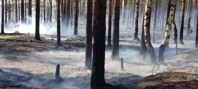 В поселке Карелии рядом с выгоревшим лесом посадят новые деревья