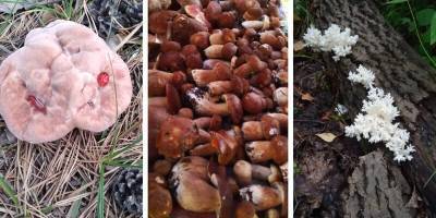 Новосибирцы все чаще сталкиваются в лесах с грибами причудливых форм