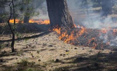 В Тюменской области продолжают тушить лесные пожары