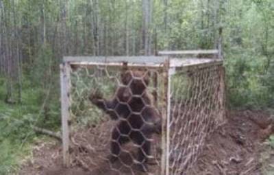 В Сибири в лесу нашли медведя в клетке