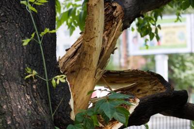 В Тверской области свалили аварийное дерево