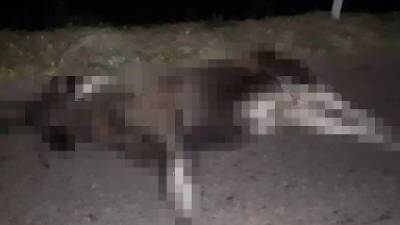 В Башкирии водитель иномарки насмерть сбил лося