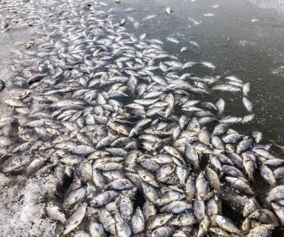 Мор рыбы зафиксирован в Каменецком районе
