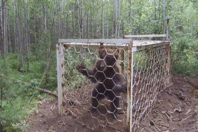 В иркутском лесу спасли медведя в клетке