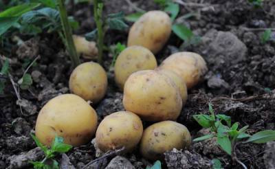 Генетики из США и КНР вывели более крупный картофель с помощью гена, вызывающего ожирение у людей