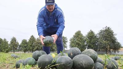 Лукашенко назвал причину выращивания арбузов на своем участке