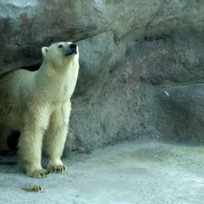 Москвичи выбрали имя для спасенной в мае в Якутии белой медведицы