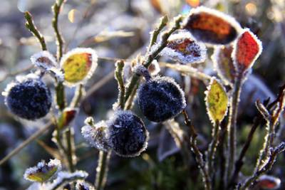 В Мурманской области зафиксировали первые заморозки