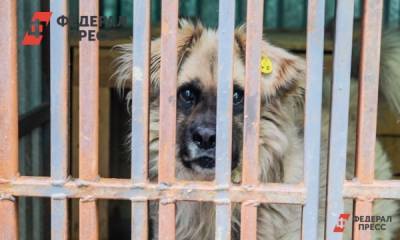 Бездомных собак из Анжеро-Судженска отвезут в кемеровский приют