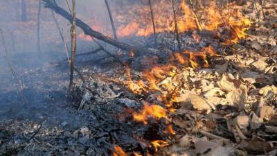 Вырубка деревьев помогла вырваться огнеборцам из смертельной ловушки
