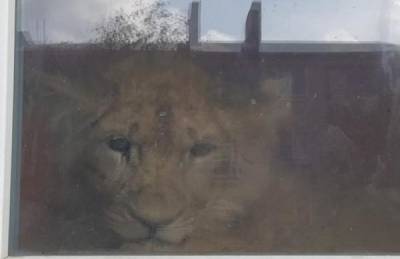 МВД установило личность владельца заточённого в квартире Урюпинска льва